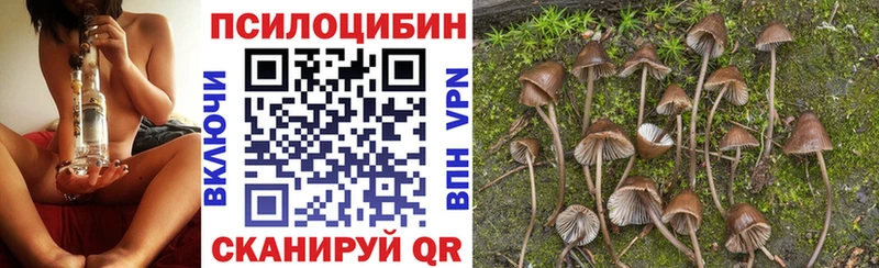Псилоцибиновые грибы Cubensis  Купить закладки  Котельнич 